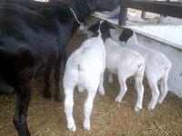 /album/plantel-po/atenas-jpg/