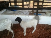 /album/plantel-po/dalila-jpg/