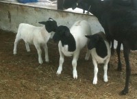 /album/plantel-po/rela-jpg/