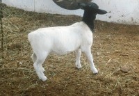 /album/plantel-po/relampago1-jpg/