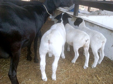 RELÂMPAGO, ATENA E ADIL.