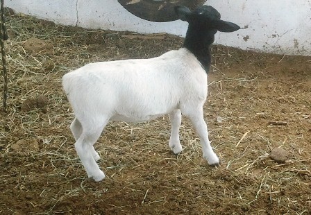 MCL ATENA TE 004 NASCIDA EM 23/02/2013 